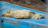 rs_560x331-140715100907-560-2arturo-polar-bear-argentina.ls.71514