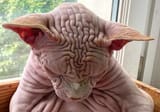 wrinkly(1)