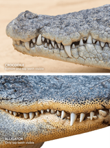 teeth-crocodile-alligator-3-428x579