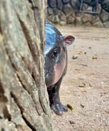 moo deng watching