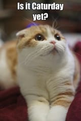 caturday-cat-meme