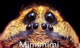 mimimi