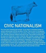 goy cattle