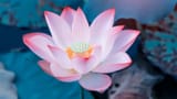 Lotus-Flower