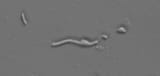 Bacteria Flagella