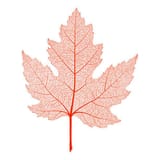 leaf-vein-maple