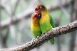 Lovebirds-GettyImages-510427100-58d005853df78c3c4f3b36e3-634781768