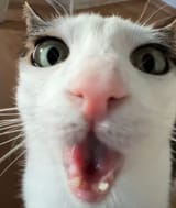 1754353533124278m