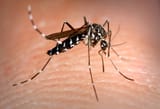 aedes-albopictus-mosquito-also-known-as-the-asian-tiger-mosquito