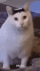 huh-cat-huh-m4rtin-2925247545