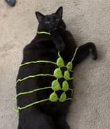 catbikini