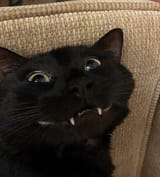 smiling-cat