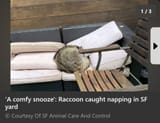 CoonsOfPeace