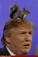 Trump-nesting