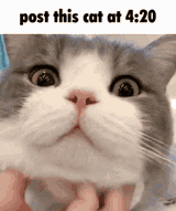 cat-420