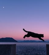 cybercat