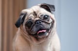 Pug-dog