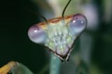 praying-mantis-head-close-up_u-l-q106kue0