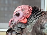 Wild_turkey_closeup