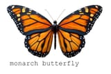 monarch