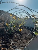 sunflowers and barbed wire