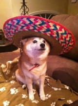 doge el mexicano