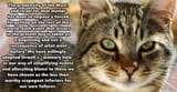 2560px-A-Cat58568fggf