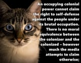 cat-pet-animalfdfgd-look-feline-animddddals-wallpaper