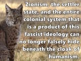 red-lynx-lynxhjkjkhkl-predator-wildlife