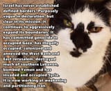 2017Animalcvnvnfns___Cats_Serious_hghcview_of_a_black_and_white_cat_117750_