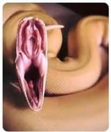 vulva