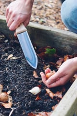 Niwaki_Hori_Hori_planting_bulbs