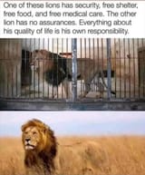 lion
