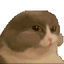 catnum-cat-nom