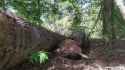 Komodo dragon swallow up baby deer_thumb.jpg