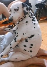 Doggo wtf you on about
