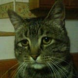 sad cat3