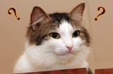 question-cat2