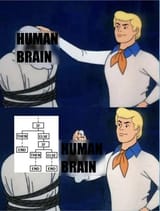 human brain