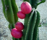 Peruvian-Apple-Cactus
