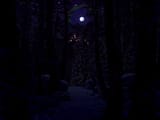 winter_forest_night