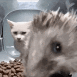 cat-hedgehog
