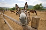 donkey