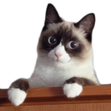 elgato