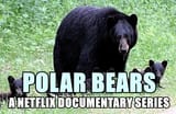 netflixpolarbears