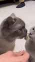 VID_20250226_191851_951_thumb.jpg