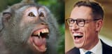 monkey