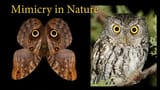 mimicry