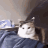 cattitude