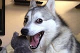 dog-pun